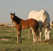 Horses June 2011